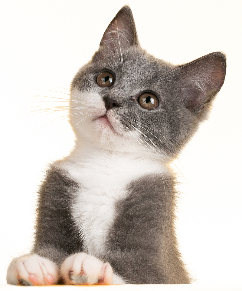 Cat Grooming Grooming By Rose